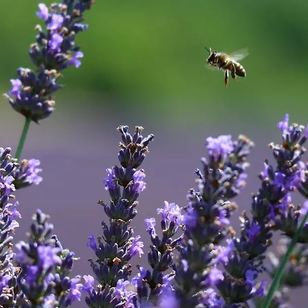 La Petite Campagne 3* Mane (Alpes-de-Haute-Provence)