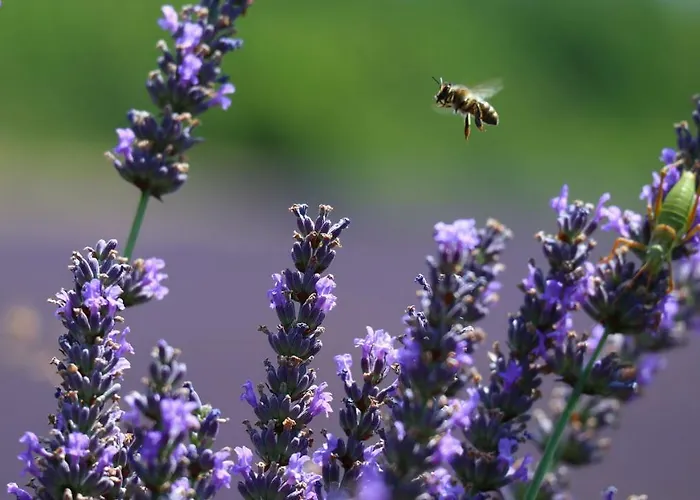 La Petite Campagne 3* 마네